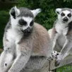 photo les lémuriens du zoo de spay s’approchent toujours autant des visiteurs.