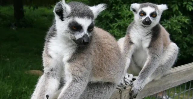 photo les lémuriens du zoo de spay s’approchent toujours autant des visiteurs. &copy; ouest-france