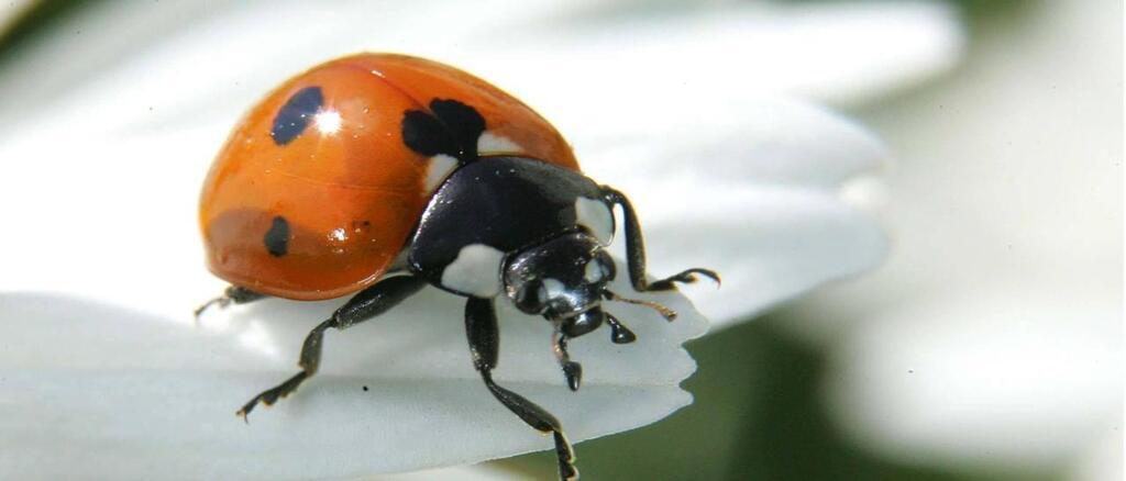 Vend e. Pourquoi les coccinelles ont elles envahi nos plages