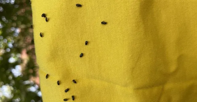 photo le nom altise, qui date du xviiie siècle, provient du grec haltikos, « habile à sauter ». &copy; ouest-france