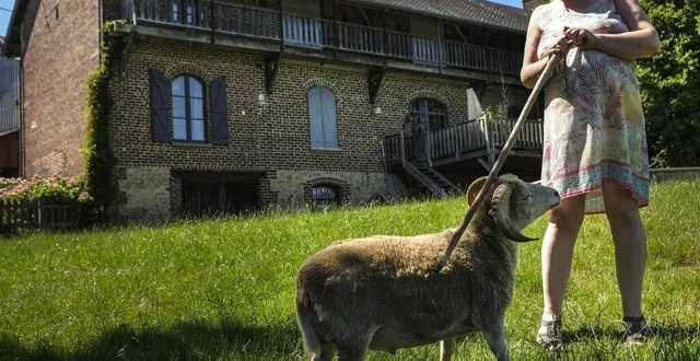 photo thoiré-sur-dinan, lundi 22 juin 2020. laissez-vous guider dans ce lieu insolite, la haute forge, par oriane smadja, propriétaire des lieux, ici avec gandalf élevé au biberon. &copy; photo le maine libre – denis lambert