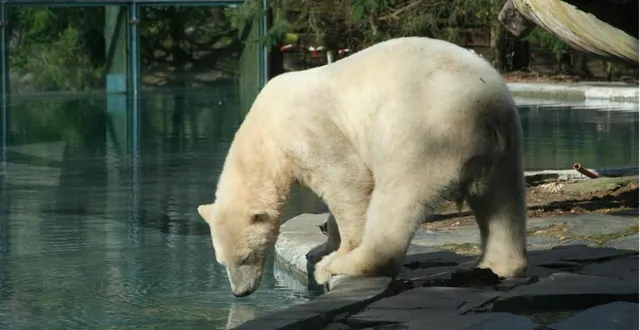 photo taïko, l’ours polaire du zoo, sera bientôt rejoint par quintana, transférée depuis mulhouse. &copy; archives ouest-france