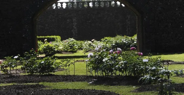 photo le conservatoire de la pivoine du château de sourches. &copy; photo archives le maine libre – hervé petitbon