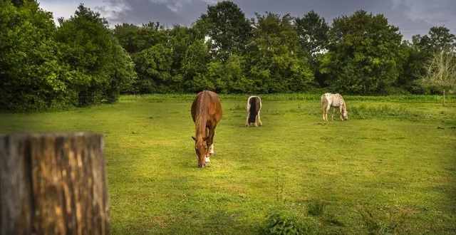 photo leur premier amour, les chevaux. &copy; le maine libre – denis lambert
