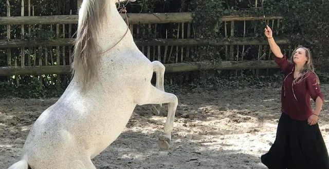 photo lors de sa venue au haras du pin, le public pourra apprécier les numéros de dressage proposés au cours des différents spectacles estivaux. &copy; ouest-france