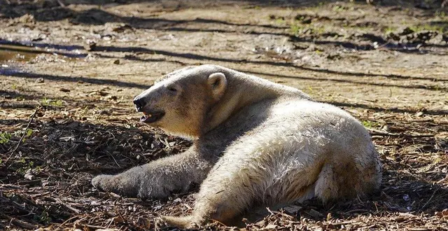 photo quintana, la nouvelle ourse du zoo prend ses repères dans son nouvel espace. &copy; zoo de la flèche