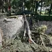 photo l’arbre s’est abattu dans les douves détruisant la balustrade et des dizaines de plants de pivoines.