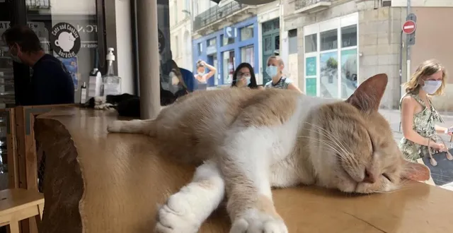 photo grâce à une association angevine, les neuf chats qui se promènent dans le bar sont disponibles à l’adoption. &copy; ouest-france