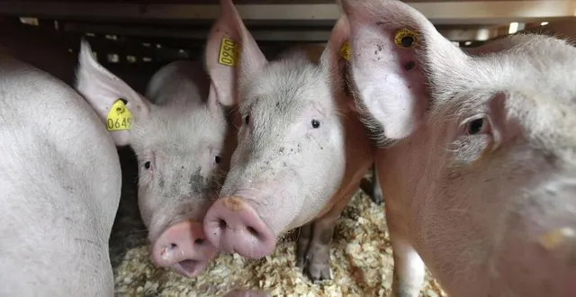 photo 87 % des français sont favorables à l’obligation de garantir aux animaux la possibilité d’un accès quotidien au plein air pour toute nouvelle exploitation d’élevage (photo d’illustration). &copy; thierry creux / ouest-france