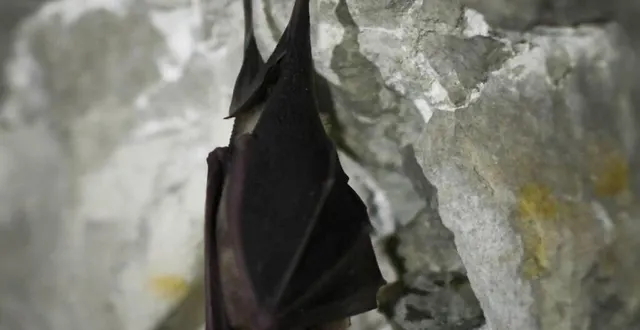 photo la chauve-souris en vedette le 22 août. &copy; archives le maine libre denis lambert
