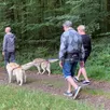 photo une idée de promenade à faire en cani-rando, dans la forêt sarthoise.