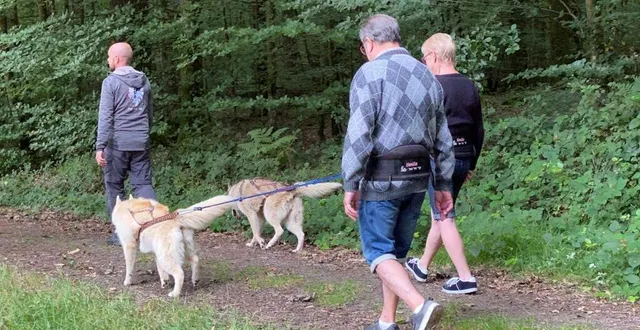 photo une idée de promenade à faire en cani-rando, dans la forêt sarthoise. &copy; yanne boloh.