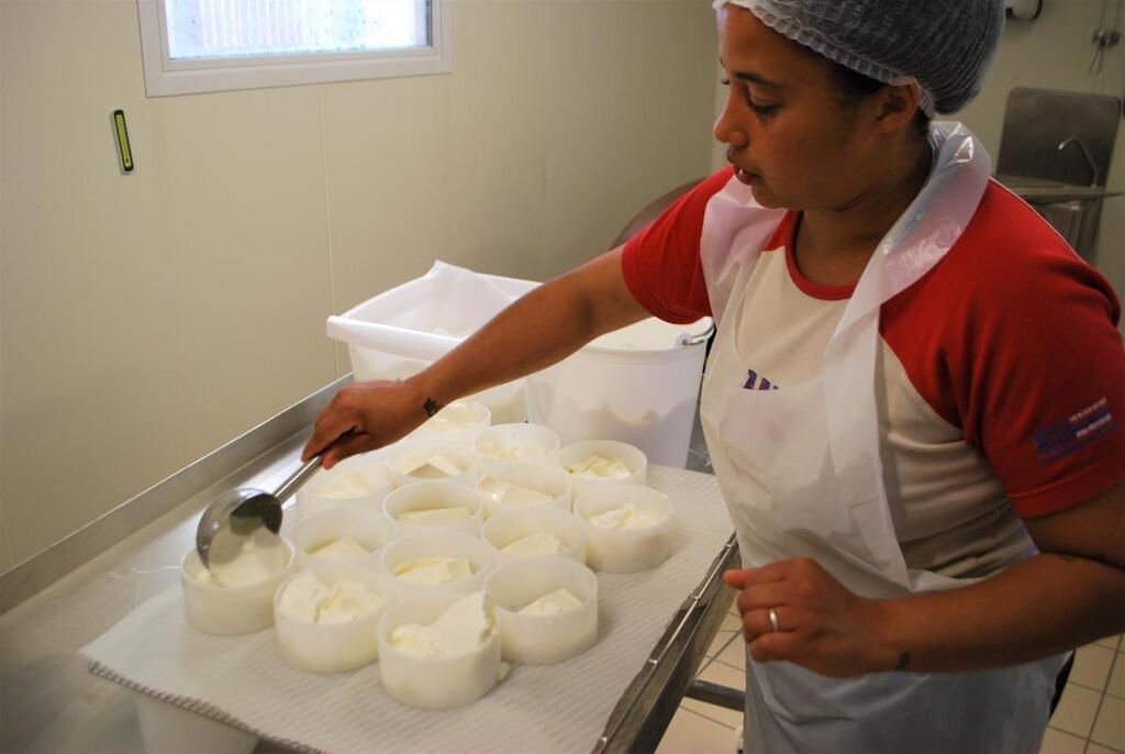 Mon bio fromage de Mayenne. Du fromage de brebis Saint Denis de