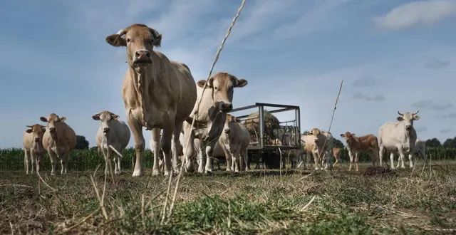 photo les prairies sont très sèches, conséquence du manque d’eau qui perdure dans le département. &copy; archives le maine libre
