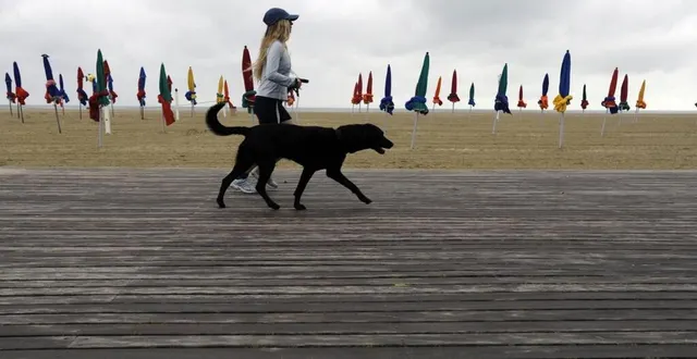 photo sur la plage de deauville, la présence des chiens est autorisée avant 10 h et après 19 h. &copy; archives stéphane geufroi / ouest-france