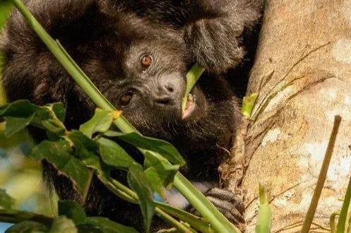 photo le road movie « selva, la forêt sous les tropiques » fait suite à deux ans d’immersion dans les forêts tropicales. &copy; ouest france