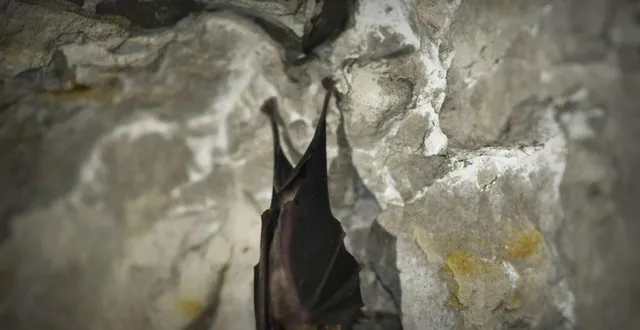 photo l’association propose d’observer les chauves-souris et d’écouter leurs échanges. &copy; archives le maine libre – denis lambert