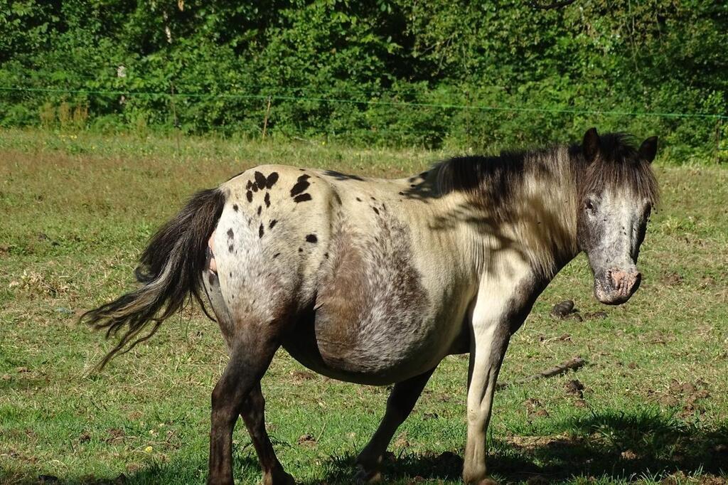 Exclusif : un nouveau cheval mutilé dans le Trégor 