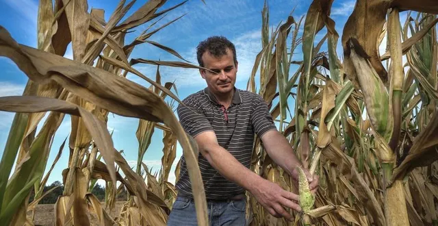 photo stéphane barrier, surveille sa dernière parcelle de maïs : eau ou pas eau, désormais, « ça ne changera plus rien ». &copy; le maine libre – denis lambert