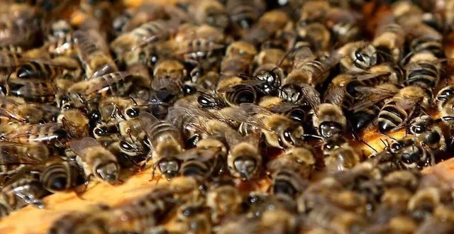 photo a la découverte des abeilles. &copy; archives le maine libre – denis lambert