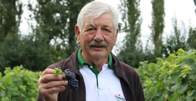 photo le vigneron amateur jean-claude bourdon présente fièrement ses grappes de pinot noir, déjà bien mûres. il annonce des vendanges plus précoces que d’habitude. &copy; ouest-france