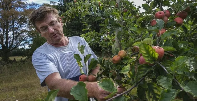 photo vincent saudubray cultive les pommes depuis deux décennies. &copy; le maine libre – denis lambert