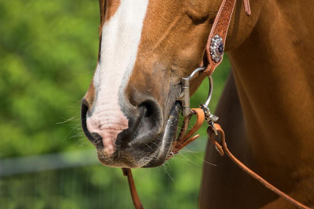 France - Monde - Pourquoi mutile-t-on ainsi les chevaux ?