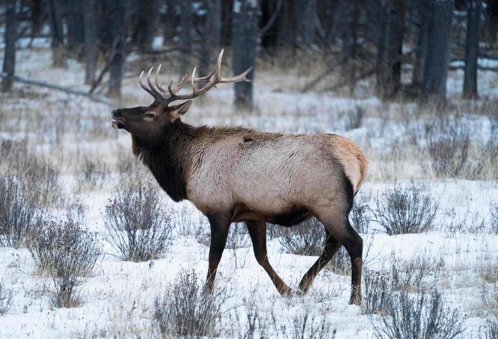 tats Unis. Un chasseur blesse d une fl che un wapiti l animal le