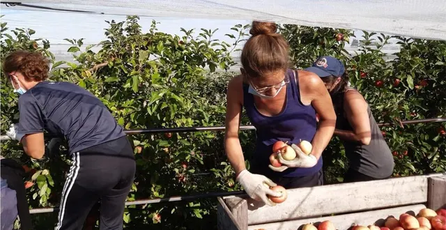 photo quarante saisonniers (étudiants, intérimaires et retraités) procèdent à la cueillette dans les vergers leroy. &copy; le maine libre