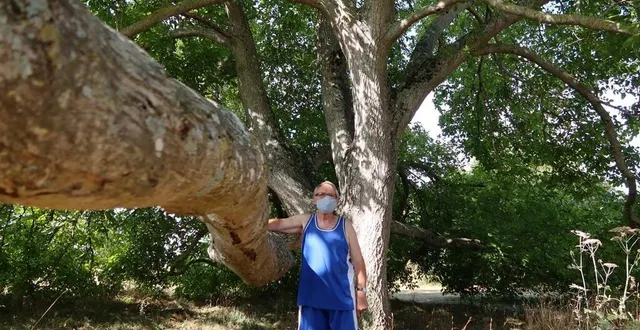 photo michel aime venir admirer ce majestueux noyer. &copy; le maine libre