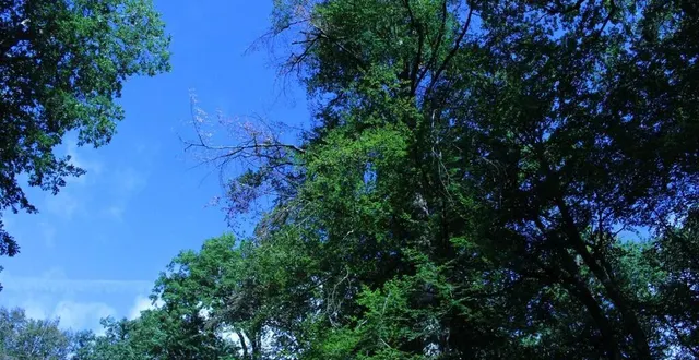 photo forêt de bercé dans le sud-sarthe, vendredi 21 août 2020. des feuilles ont jauni au niveau de la cime de ce hêtre. les premiers signes sont apparus à la mi-juillet. &copy; isabelle julien – le maine libre
