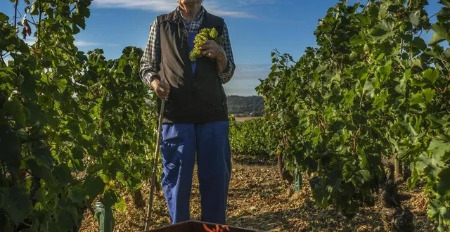 photo jean lhermitte est le doyen des vignerons en sarthe. à 93 ans, il veille encore et toujours sur les vendanges. &copy; photo le maine libre – denis lambert