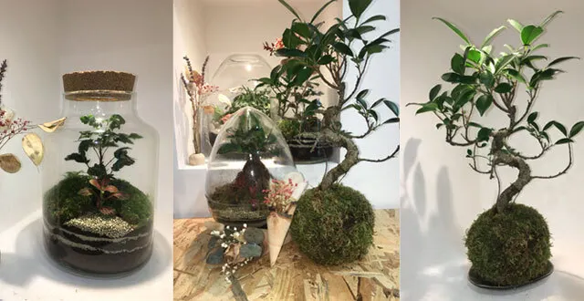 photo angers. cocoon factory : fabrication artisanale de compositions végétales, terrariums, kokedama…