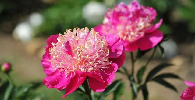 photo pivoines rares et objets d’art au profit de leucémie espoir 72. &copy; le maine libre