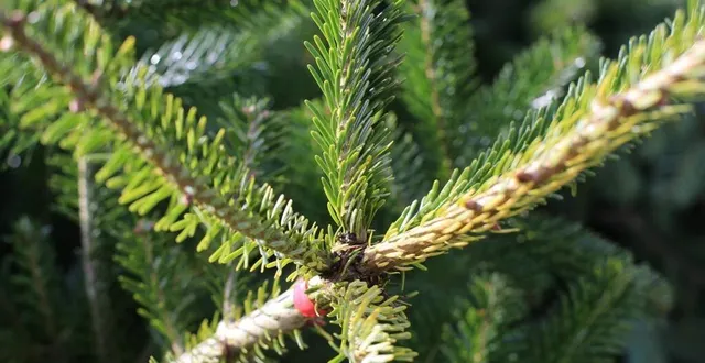 photo le maire de bordeaux souhaite remplacer le sapin de noel par des animations et des illuminations des « arbres vivants ». (photo d'illustration) &copy; ouest-france