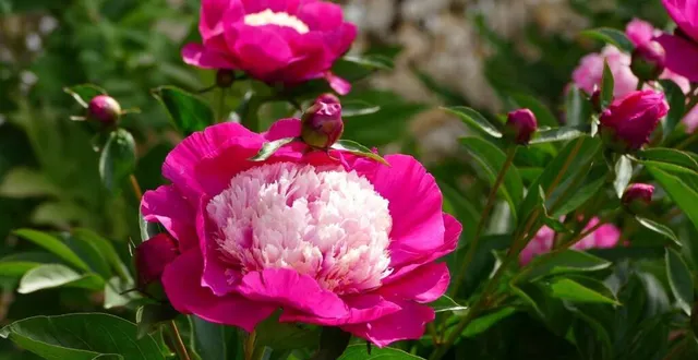 photo le conservatoire de sourches offrira des pivoines rares et moins rares, mais toujours aussi belles. &copy; ouest-france