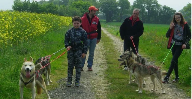 photo la cani-rando est une marche d’une heure ou deux au cours de laquelle les participants sont harnachés à un chien de race husky de sibérie. &copy; association des crocs blancs sarthois – cani-rando