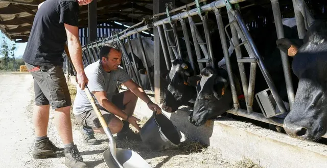 photo voivres-lès-le mans, vendredi 4 septembre. mathis, élève au lycée agricole de la germinière de rouillon, débute son apprentissage chez pascal jousse, en gaec avec samuel friscault, son tout premier apprenti. &copy; le maine libre – yvon loué