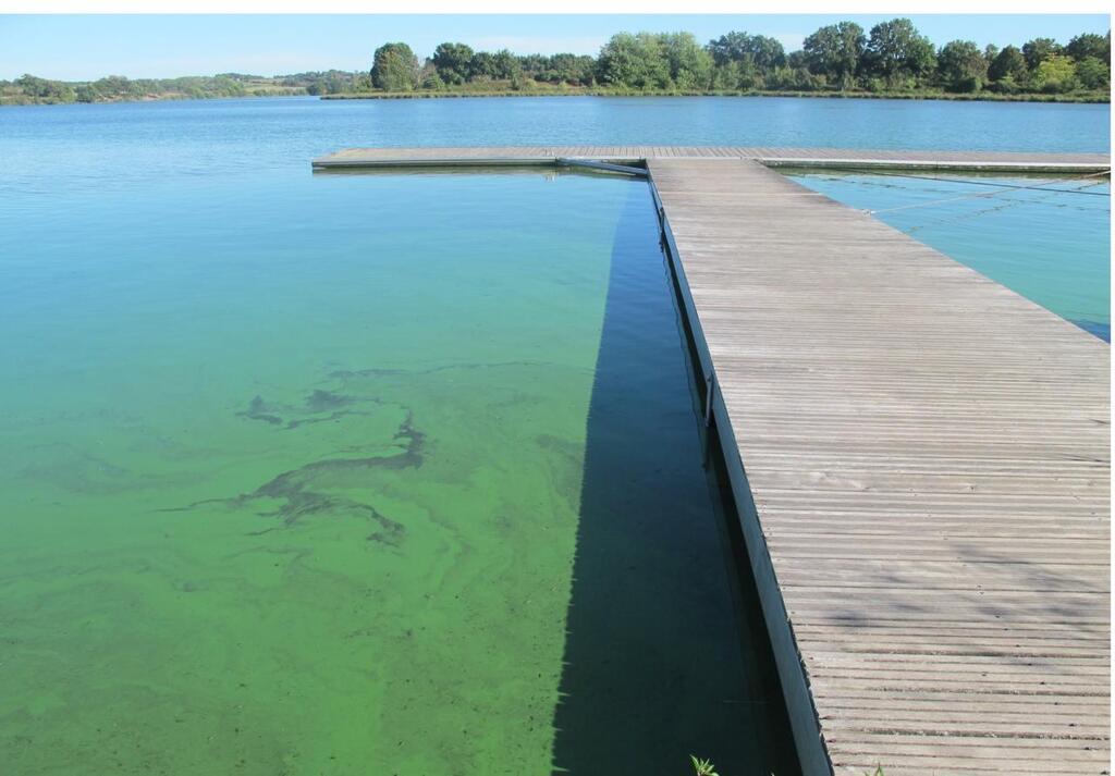 Algues et cyanobactéries - RAPPEL