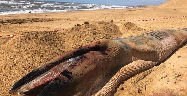 photo un rorqual d’une dizaine de mètres a été retrouvé sur la plage de sauveterre aux sables-d'olonne.