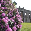 photo le mont de cerisy lorsque les rhododendrons sont en fleurs.