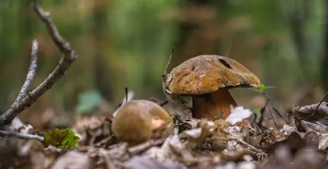 photo attention lorsque vous partez cueillir des champignons, alerte la gendarmerie. &copy; maine libre