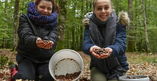 photo taïssa et lou de la maison familiale rurale de d’azay-le-rideau ont passé la journée, avec leurs camarades de classe, à ramasser des glands au rond de la croix-marconnay en forêt de bercé, jeudi 15 octobre 2020. &copy; le maine libre -yvon loué