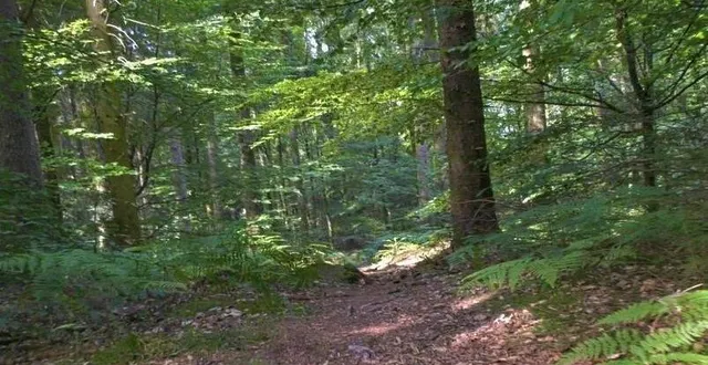 photo la forêt de perseigne est un site idéal pour les promenades en famille. &copy; ouest-france