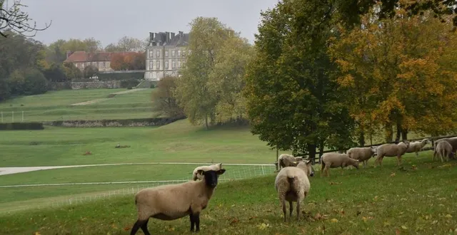 photo les moutons broutent l’herbe du parc du hautbois dans le domaine du haras du pin. &copy; ouest-france