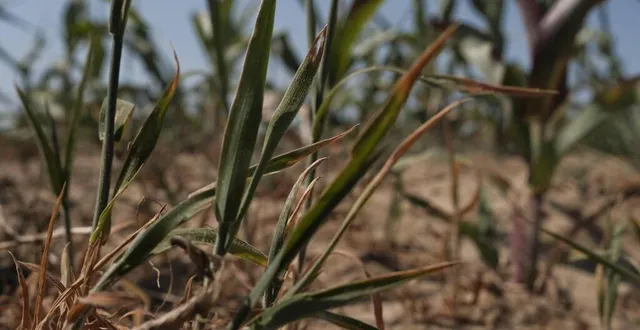photo les exploitants de la sarthe « font face à des rendements catastrophiques sur les cultures de printemps accablés par les assauts de la canicule ». &copy; archives le maine libre – denis lambert