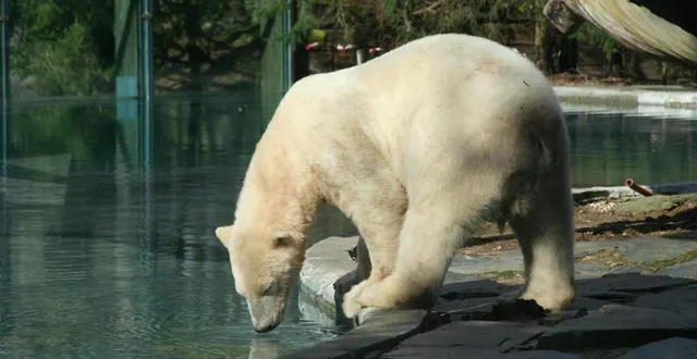 photo cet été, taïko, l’ours du zoo de la flèche, a été rejoint par une ourse du zoo de mulhouse. c’est à lui de partir, cette fois. &copy; archives ouest-france.