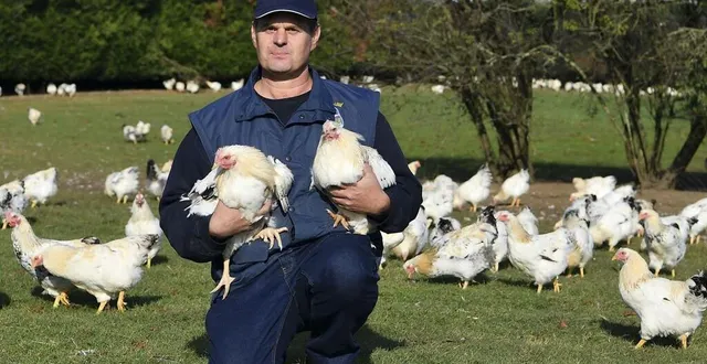 photo chantenay-villedieu, vendredi 6 novembre 2020. fermier de loué, ludovic chanal élève des petits chapons, une race naine, destinée à nourrir six à huit personnes. &copy; le maine libre – yvon loué