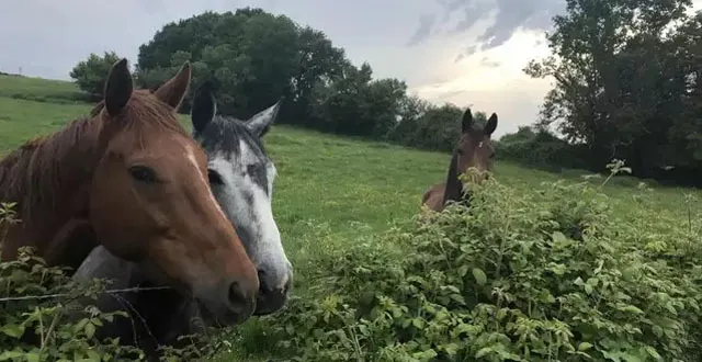 photo les propriétaires de chevaux sont autorisés à aller prendre soin de leurs animaux. &copy; le maine libre