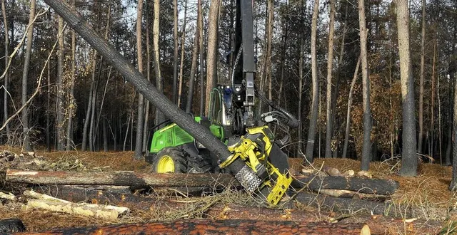photo une coupe à blanc des arbres touchés par l’incendie est nécessaire avant une replantation ou une régénération naturelle ce jeudi 12 novembre dans la commune de saint-mars-d’outillé. &copy; le maine libre – yvon loué